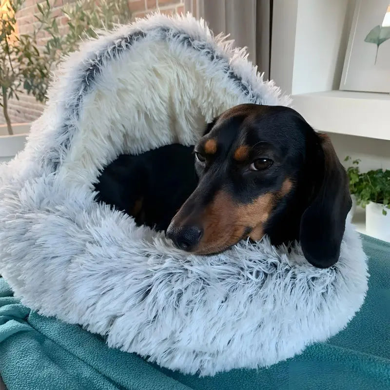 Dog lying in a fluffy white pet bed on a teal surface.