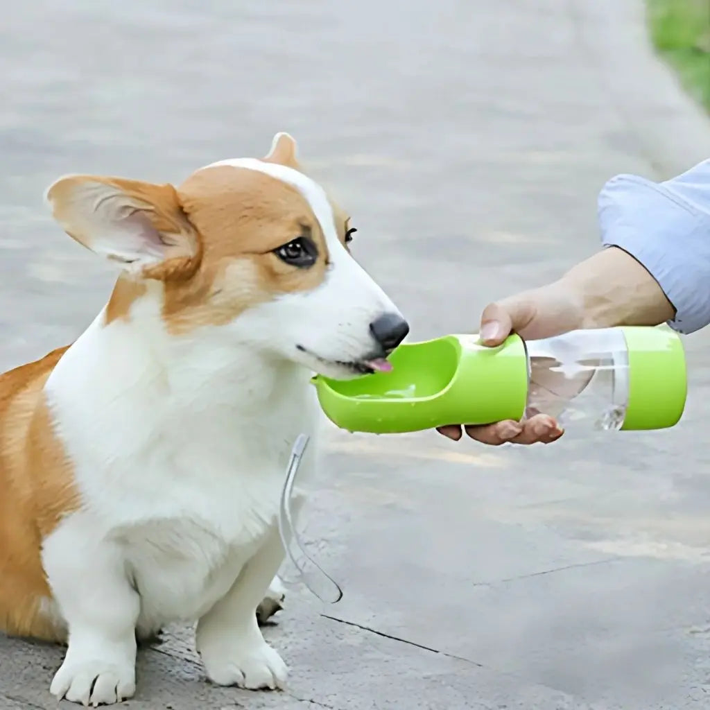 Dog using portable water bottle with integrated drinking bowl during outdoor walk or hiking adventure