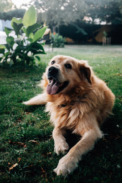 waterproof blanket for dog
