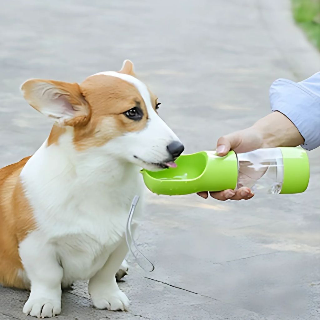 Dog using portable water bottle with integrated drinking bowl during outdoor walk or hiking adventure