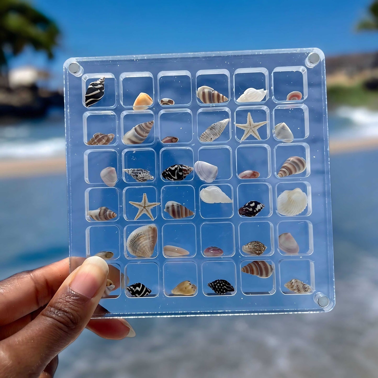 ShellCase™ - Acrylic Magnetic Seashell Display Box